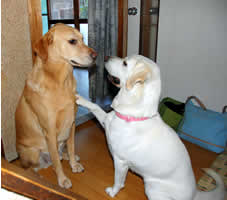 �V��ł�[�@�\��