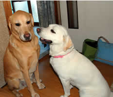 ���[�[�@�ł��߂�ǂ����[�ȁ[�@TRUE