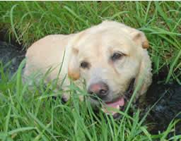 �������ꂵ�����ȃ��r�[�N