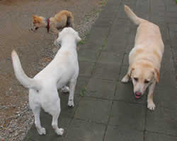 �R�C�̃X���[�V���b�g