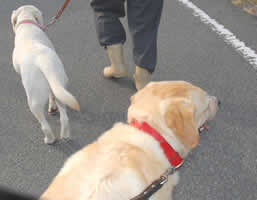 �ꏏ�ɎU���ɍs���܂���