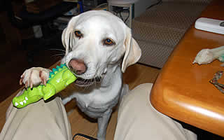 ���j�̂�������������ėU���Ă���\��