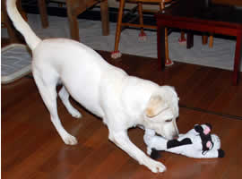 ���̂ʂ�����݂������ĐU��񂷃\��