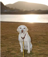 �J�����ڐ��ŃV�b�c����\��