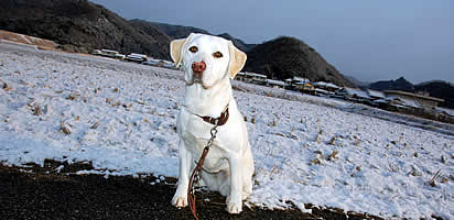 ������Ԃ����c��ڂƎR��w�i�ɁA�J�V���b�@�@�̓��ɐႪ�ڂ��Ă܂��B