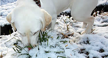 ��ɕ@��˂�����ŃN���N��