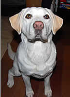 �V�b�c���Ă���͂Ȃ�ł����[�̊�