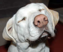 �u���u�����U���Ă܂�