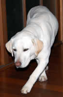 �䏊�ŕЕt��������͂݂��m�F���Ă��܂���