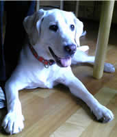 テーブルの下にダウンしたアズキちゃん。嬉しそうな顔してます。