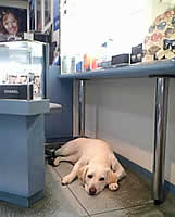 �J�E���^�[�̌��Ԃ���A�\�𒭂߂Ă���\��