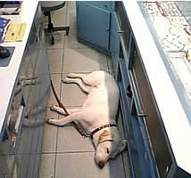 �J�E���^�[�̓����ŁA���ɂȂ��ĐQ�Ă���\��