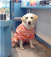 ���킢���h���X�𒅂āA�ӓ����̂悤�ł�