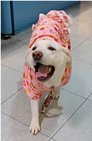 �ӂ��[�[�@���d���ς񂾁[