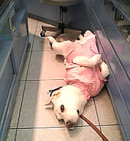 ヘソ天を撮ろうとするカメラに気がついて、チラ見するソラ