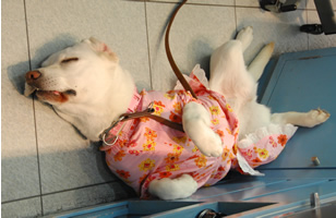 ヘソ天で、リラックスして爆睡しているソラです