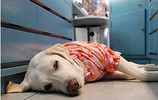 �J�E���^�[�̌��Ń����b�N�X���Ă���\��