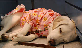 �������ł܂�ۂɂȂ��ĐQ�Ă��܂�