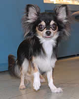 ���X�̃����O�R�[�g�`�����̃e�������