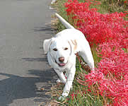 �l�̔ފ݉Ԃ̉�������\��