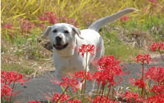 彼岸花と稲穂の間を嬉しそうに散歩するソラ
