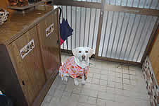 �f���̉Ƃł́A���ւŌ����҂��Ă��Ă���܂���