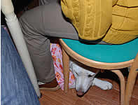 ���X�g�����ł́A�C�X�̉��Ń_�E�����đ҂��܂���