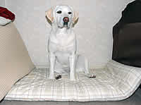 �����̃z�e���́A�\���̃x�b�g������܂�