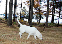 ������̗тŁA�����c�[