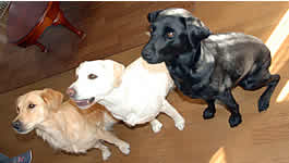 �O������� �n�C �|�[�Y