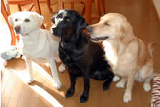 �O������ŃV�b�c