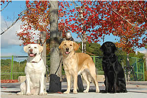 �Ԃ��g�t�����؂̉��ɁA�O������ŎB��܂����B�݂�Ȋ��������ł��K