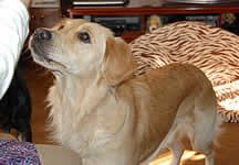 �͂݂ɒ��ڂ��郆�[�~�������