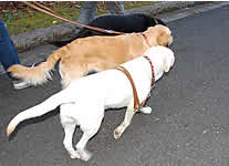 �O�����Y���ĕ����Ă��܂�