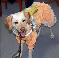 ビワちゃん、ドレスを着せてもらってうれしそう