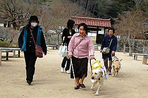 閑谷学校を背に歩く盲導犬たち