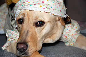 フードをかぶったフクちゃんちょっとめんどくさそう