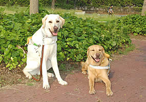 �V�b�c����z�[�~�[����ƃ_�E�������g�D���[����